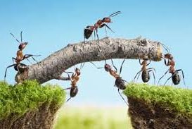 پنج درس کار تیمی که می­ توان از مورچه ­ها آموخت